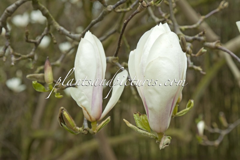 Magnolia soulangeana ‘Brozzoni’
