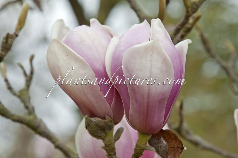 Magnolia soulangeana ‘Alexandrina’