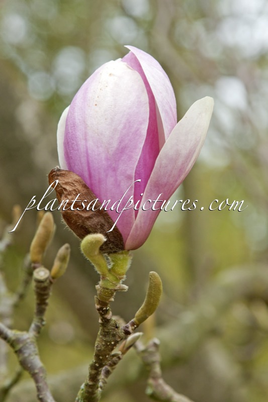 Magnolia soulangeana ‘Alexandrina’
