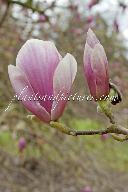 Magnolia soulangeana ‘Alexandrina’