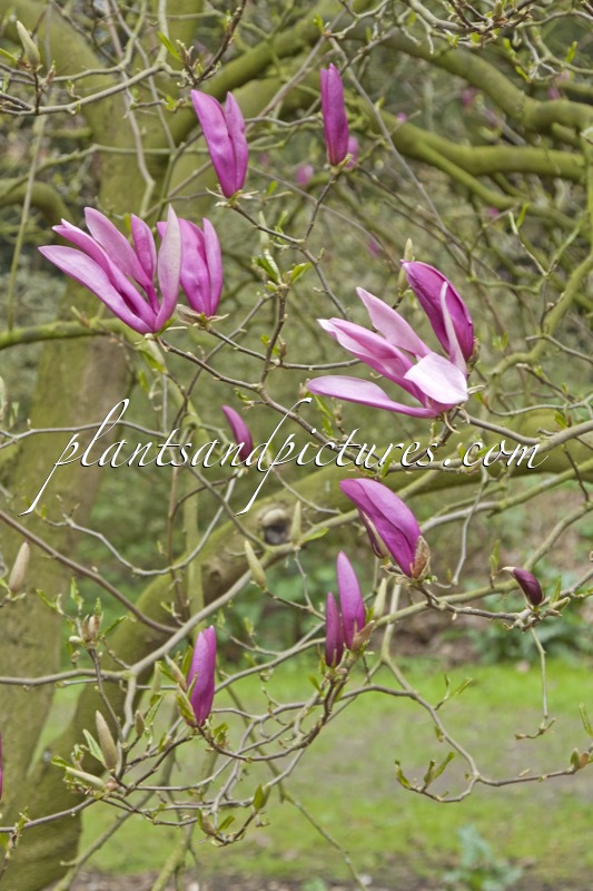 Magnolia ‘Susan’