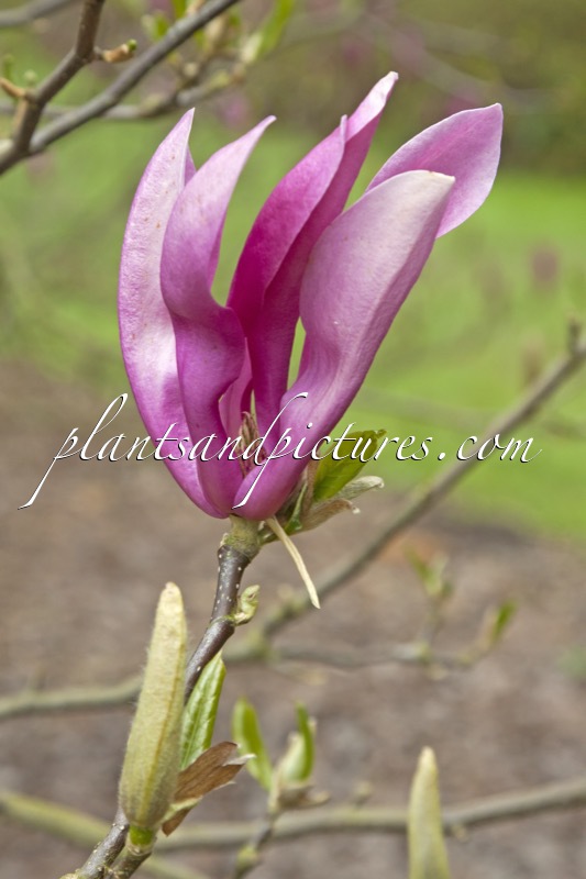 Magnolia ‘Susan’
