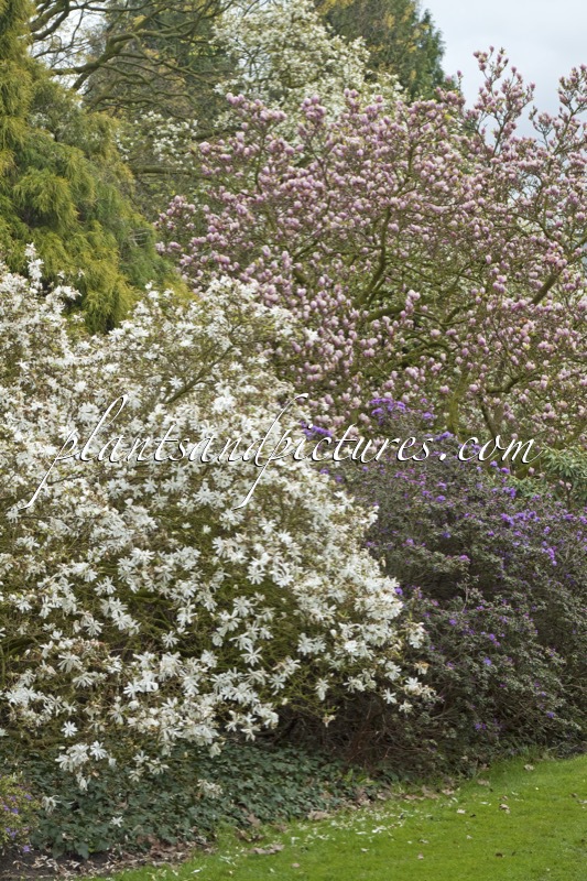 Magnolia