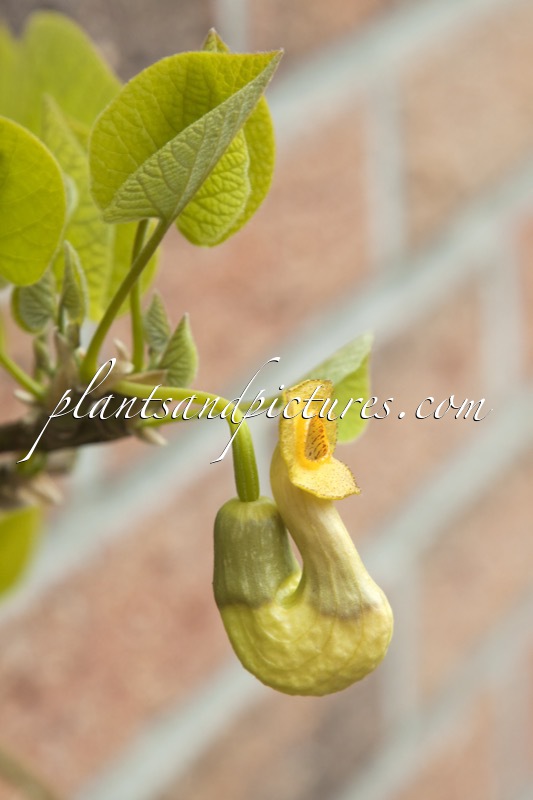 Aristolochia manshuriensis
