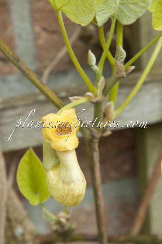 Aristolochia manshuriensis