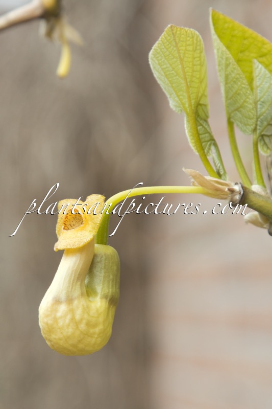 Aristolochia manshuriensis