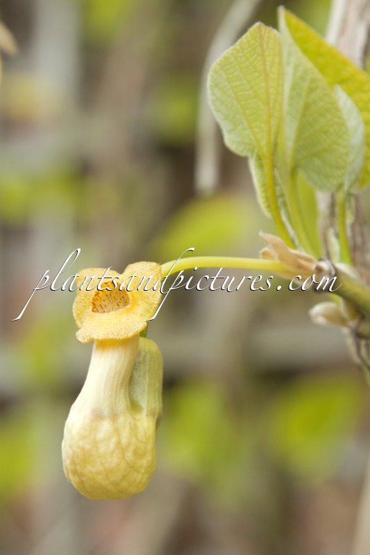 Aristolochia manshuriensis