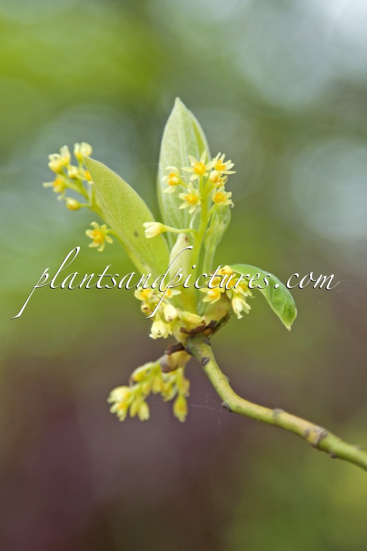 Sassafras albidum
