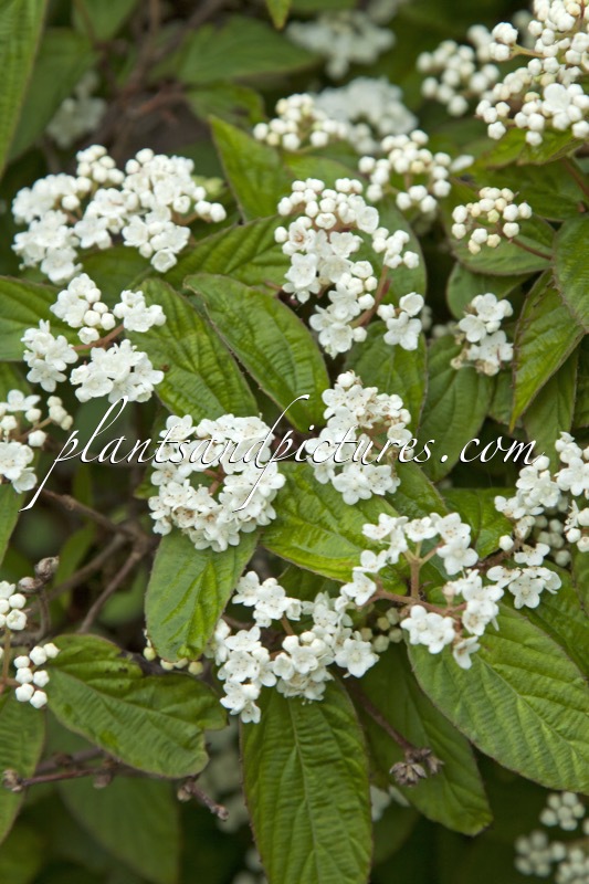 Viburnum ichangense
