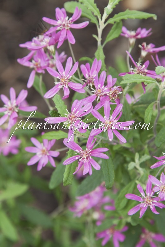 Olearia scilloniensis ‘Master Michael’