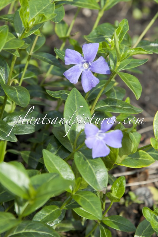 Vinca minor ‘Bowles’s Cunningham’