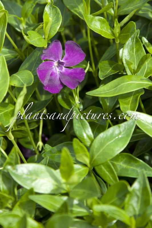 Vinca minor ‘Atropurpurea’