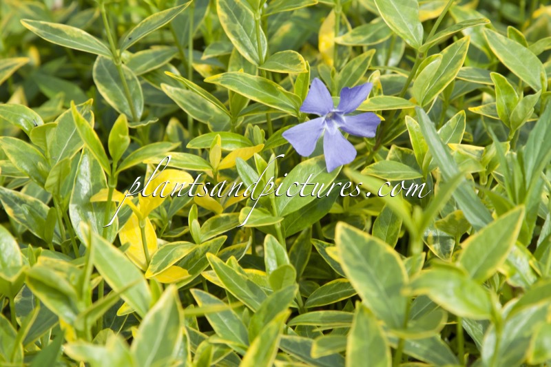 Vinca minor ‘Aureovariegata’