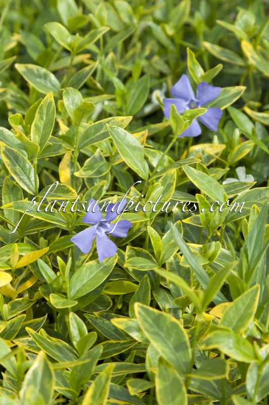 Vinca minor ‘Aureovariegata’
