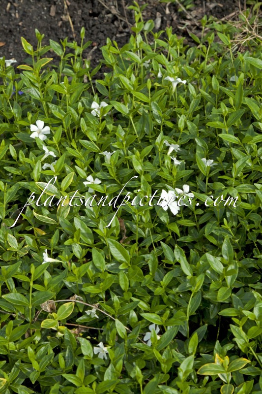 Vinca minor ‘Elisa’