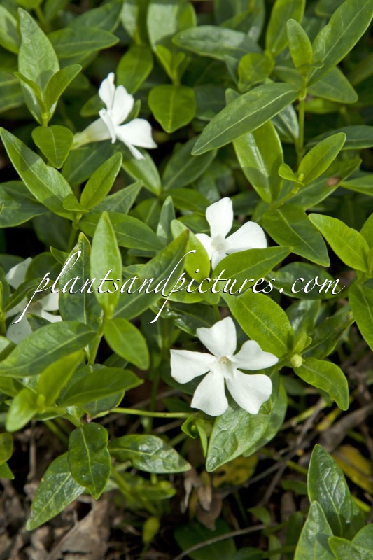 Vinca minor ‘Elisa’