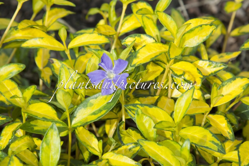 Vinca minor ‘Illumination’