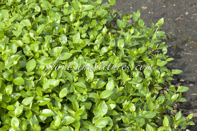 Vinca minor ‘Grüner Teppich’