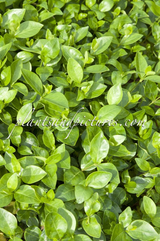 Vinca minor ‘Grüner Teppich’
