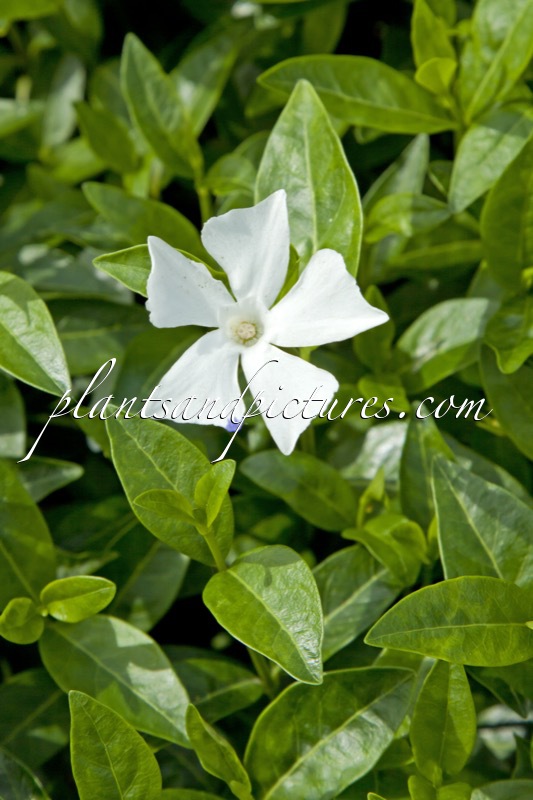 Vinca minor ‘Alba’