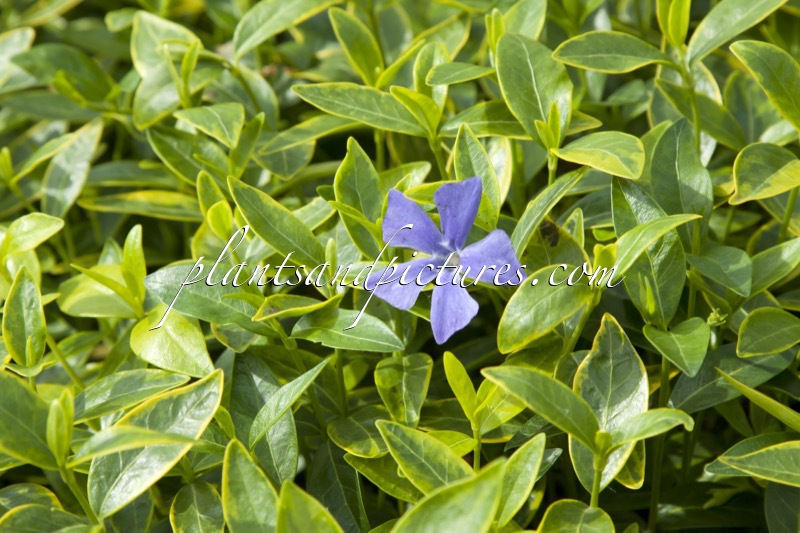 Vinca minor ‘Blue and Gold’