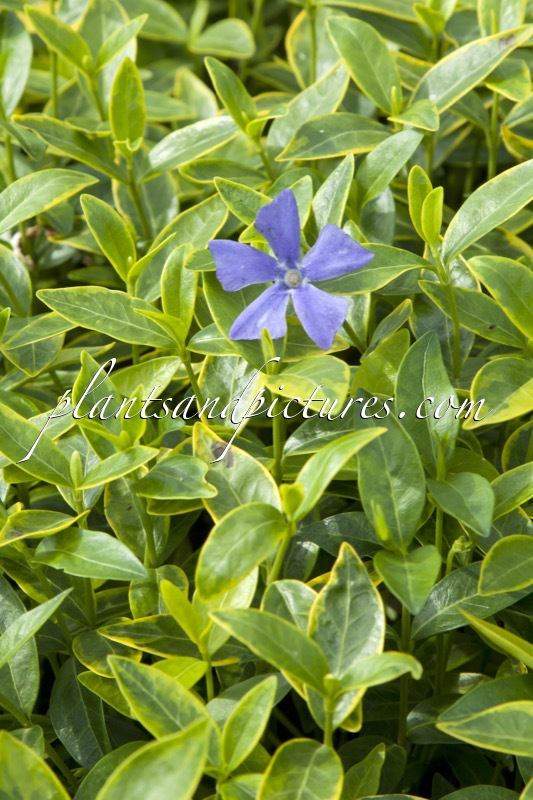 Vinca minor ‘Blue and Gold’