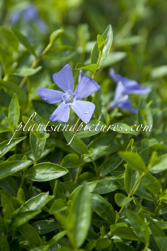 Vinca minor ‘Josefine’