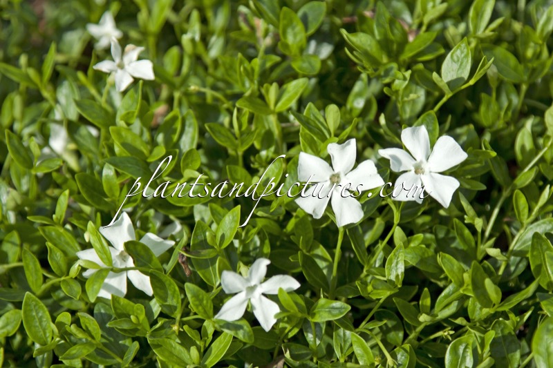 Vinca minor ‘Gertrude Jekyll’