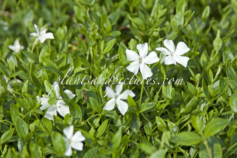 Vinca minor ‘Gertrude Jekyll’