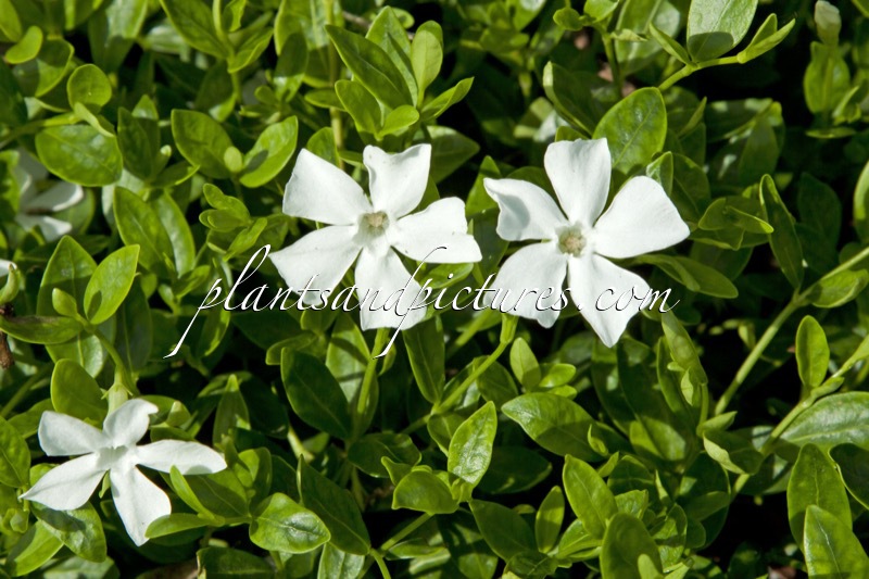 Vinca minor ‘Gertrude Jekyll’