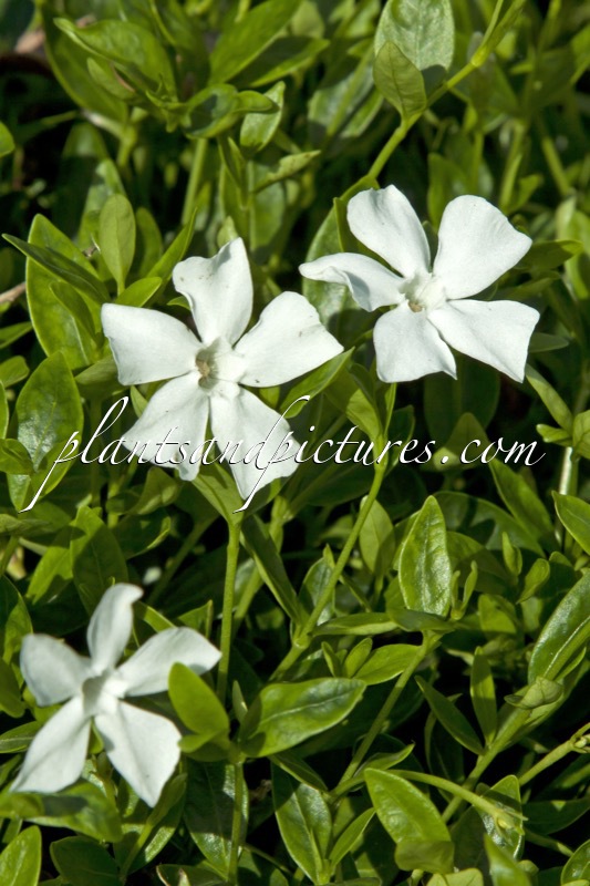 Vinca minor ‘Gertrude Jekyll’