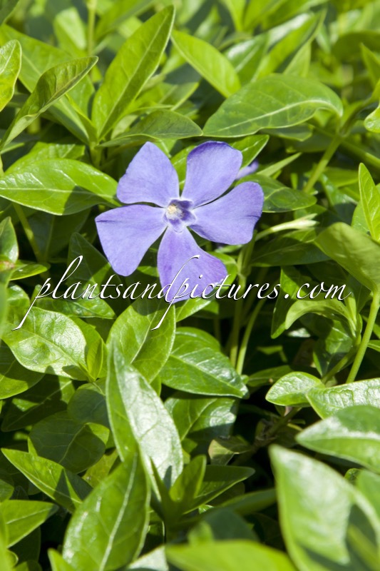 Vinca minor ‘Bowles’s Variety’