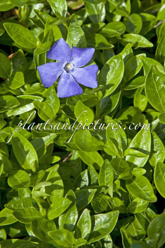 Vinca minor ‘Anna’