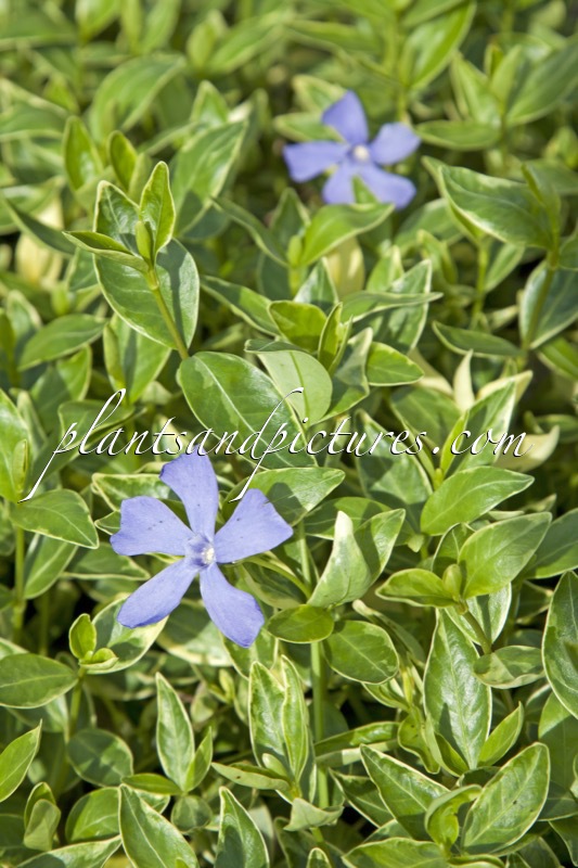 Vinca minor ‘Argenteovariegata’