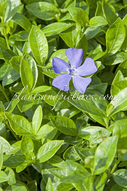 Vinca minor ‘Flower Power’