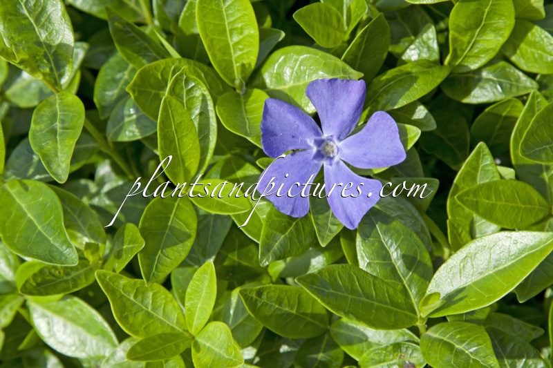 Vinca minor ‘Flower Power’
