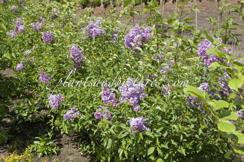 Syringa chinensis ‘Amigo’