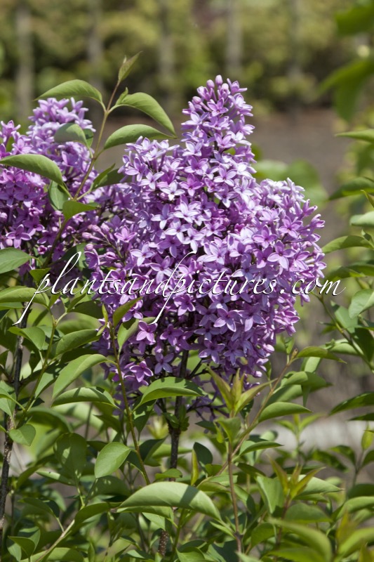 Syringa chinensis ‘Amigo’