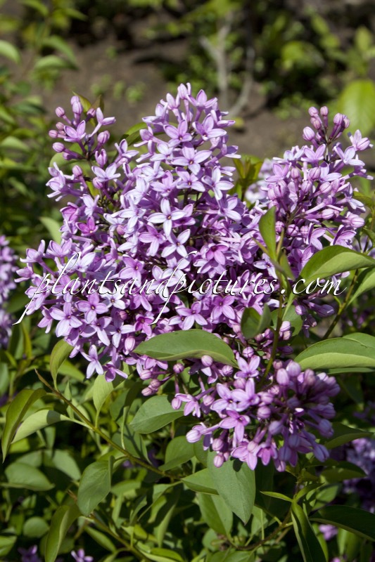 Syringa chinensis ‘Amigo’