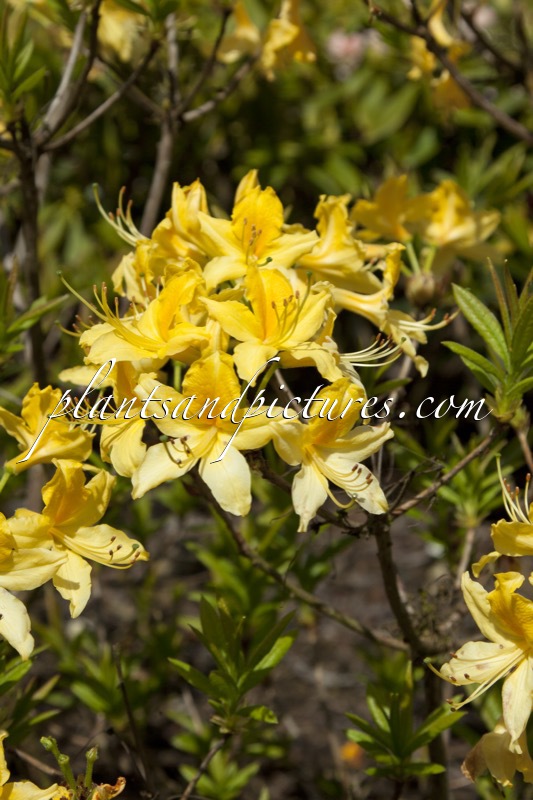 Rhododendron luteum