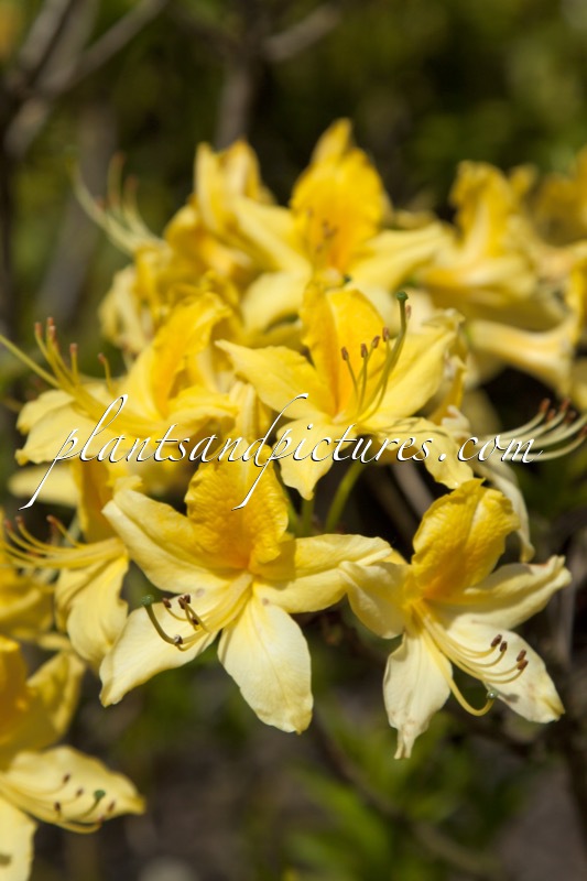 Rhododendron luteum