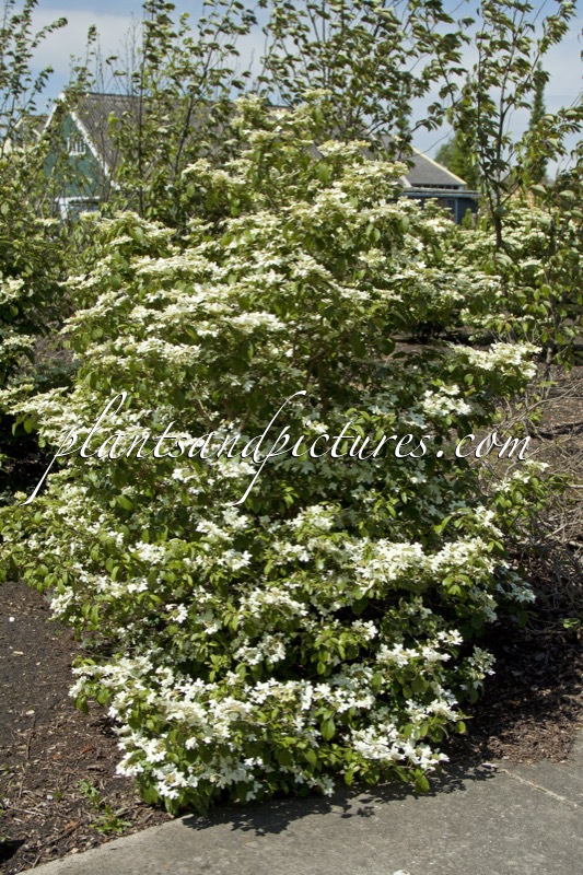 Viburnum plicatum ‘Watanabe’