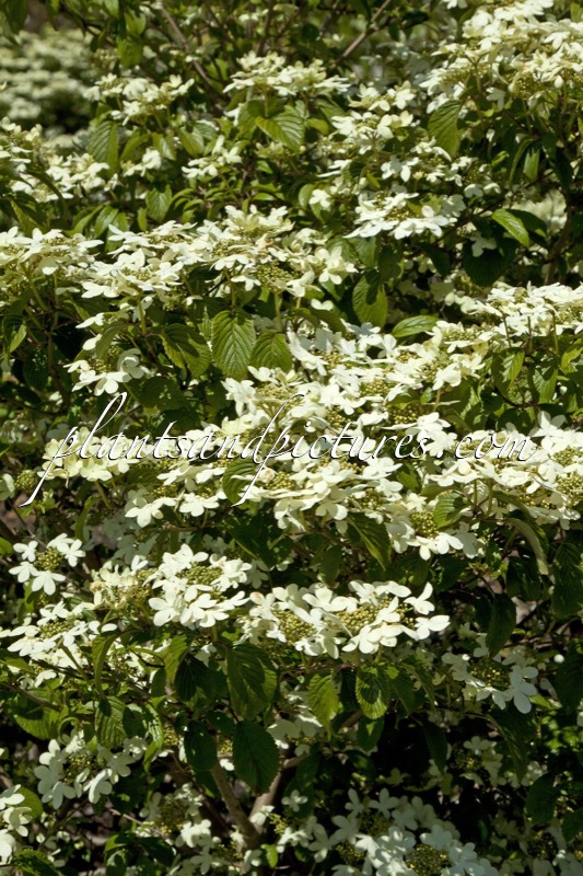 Viburnum plicatum ‘Watanabe’