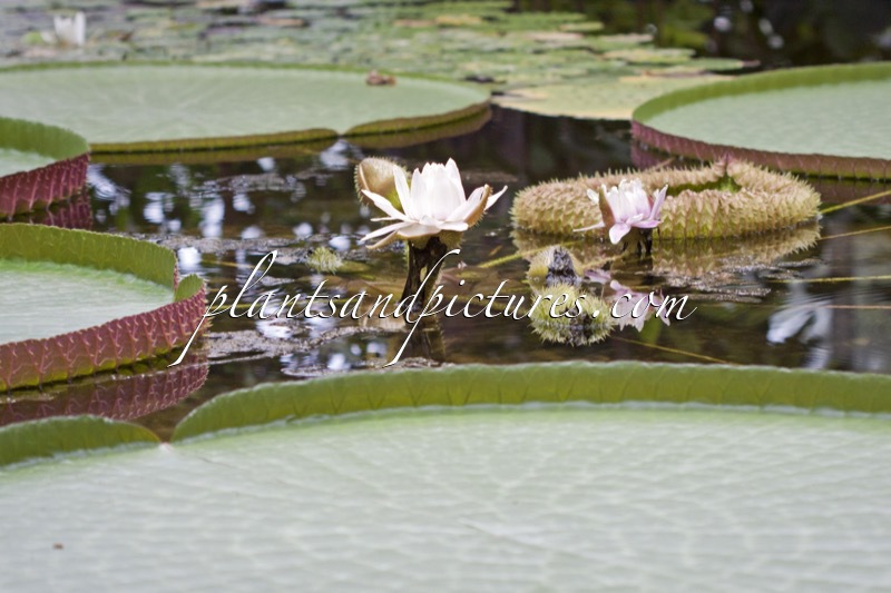 Victoria amazonica