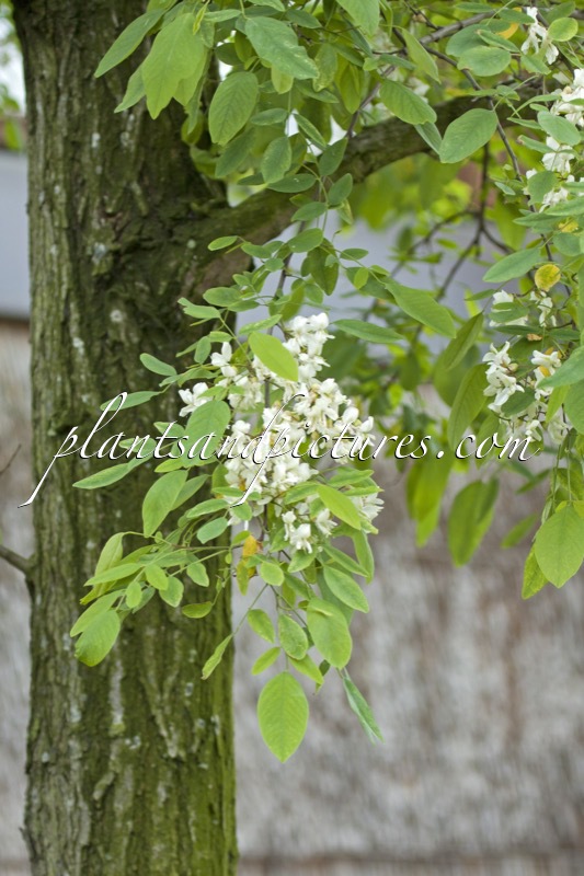 Robinia pseudoacacia ‘Unifoliola’