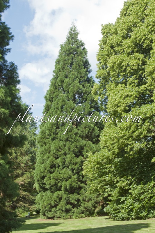 Sequoiadendron giganteum