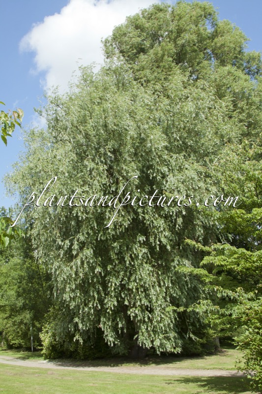 Salix pendulina ‘Elegantissima’