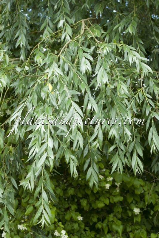 Salix pendulina ‘Elegantissima’