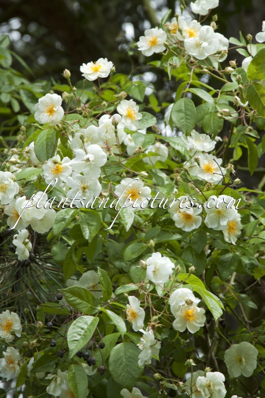 Rosa ‘Bobby James’