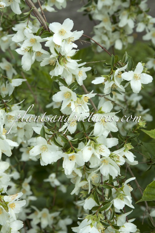 Philadelphus ‘Pavillon Blanc’